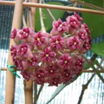 Hoya macrophylla care guide (Hoya macrophylla) – plant photo