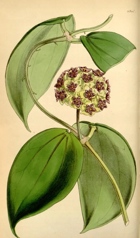 Hoya macrophylla – semená a plody, fotografia rastliny