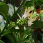 Hoya multiflora – fotografia rastliny