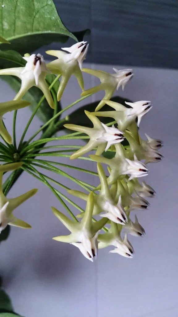 Vielblütige Wachsblume (Hoya multiflora) – Blüten in Nahaufnahme, Pflanzenfoto