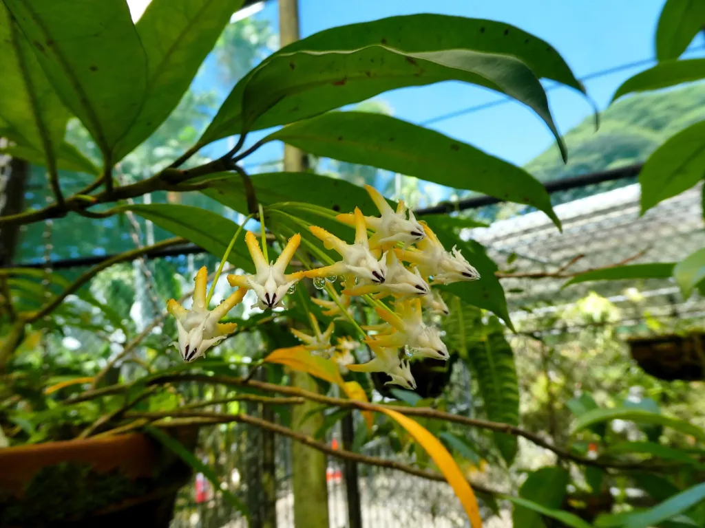 Vielblütige Wachsblume (Hoya multiflora) – Blüten in Nahaufnahme, Pflanzenfoto