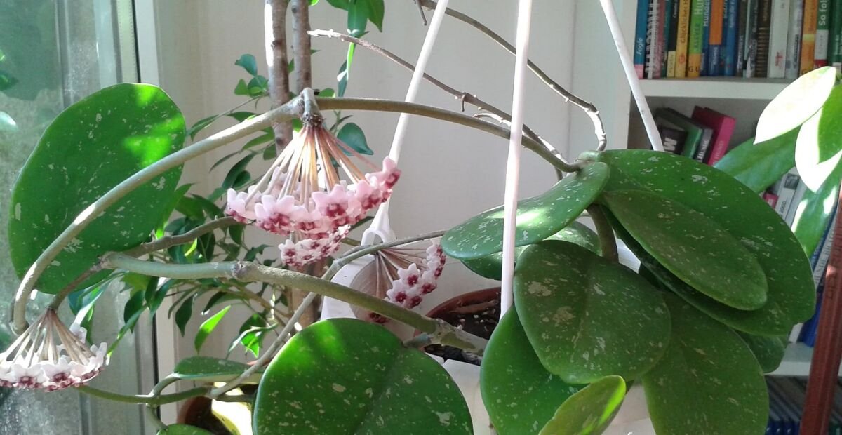 Hoya obovata – plant photo