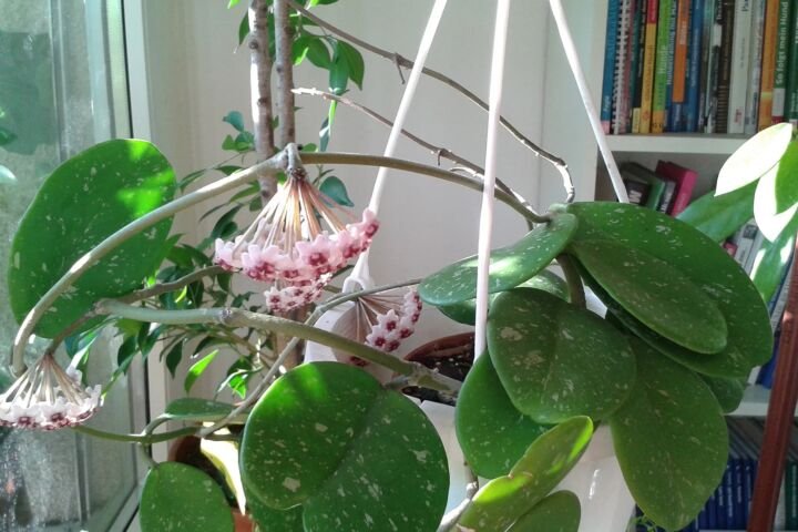 Hoya obovata