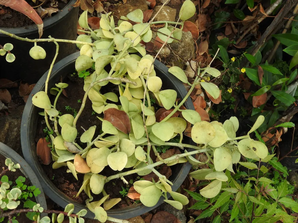 Hoya obovata – listy a výhonky, fotografia rastliny