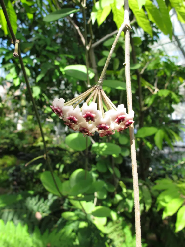 Hoya obovata – typický vzhľad, fotografia rastliny