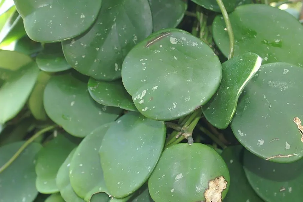 Hoya obovata – v záhrade, fotografia rastliny