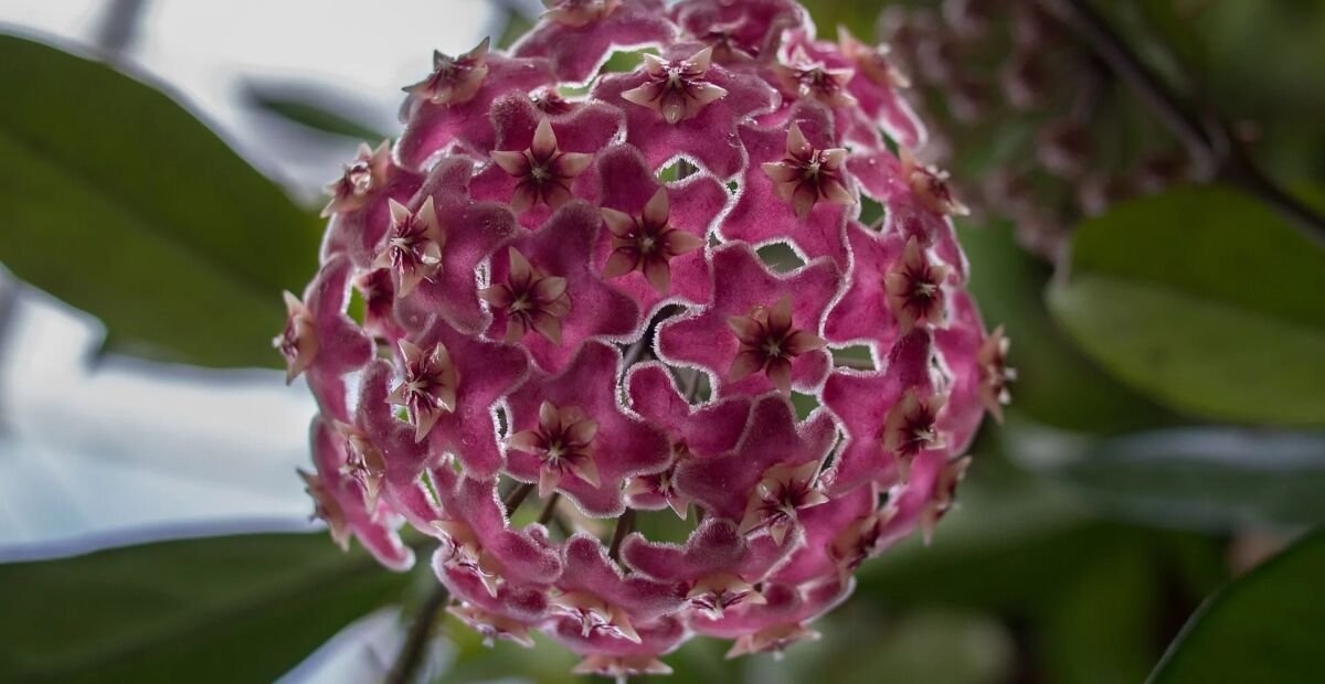Hoya pubicalyx – Pflanzenfoto