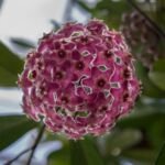 Hoya pubicalyx – zdjęcie rośliny