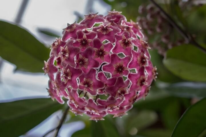 Hoya pubicalyx