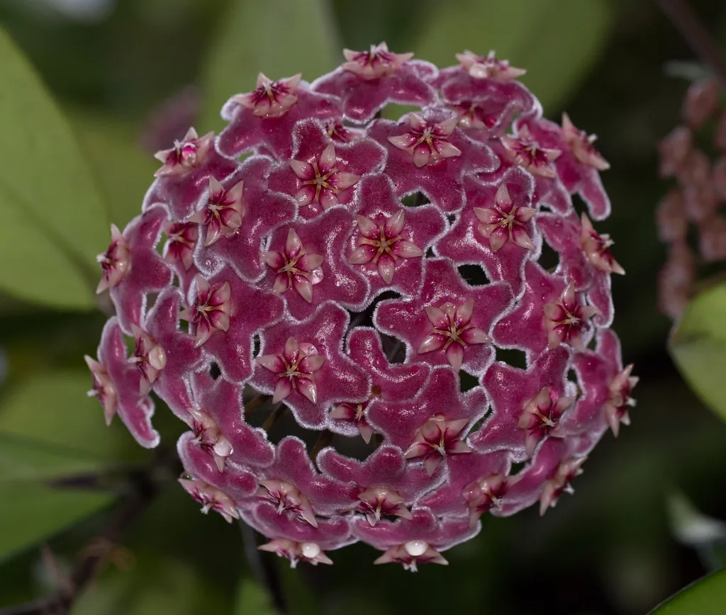 Hoya pubicalyx – in a garden setting, plant photo