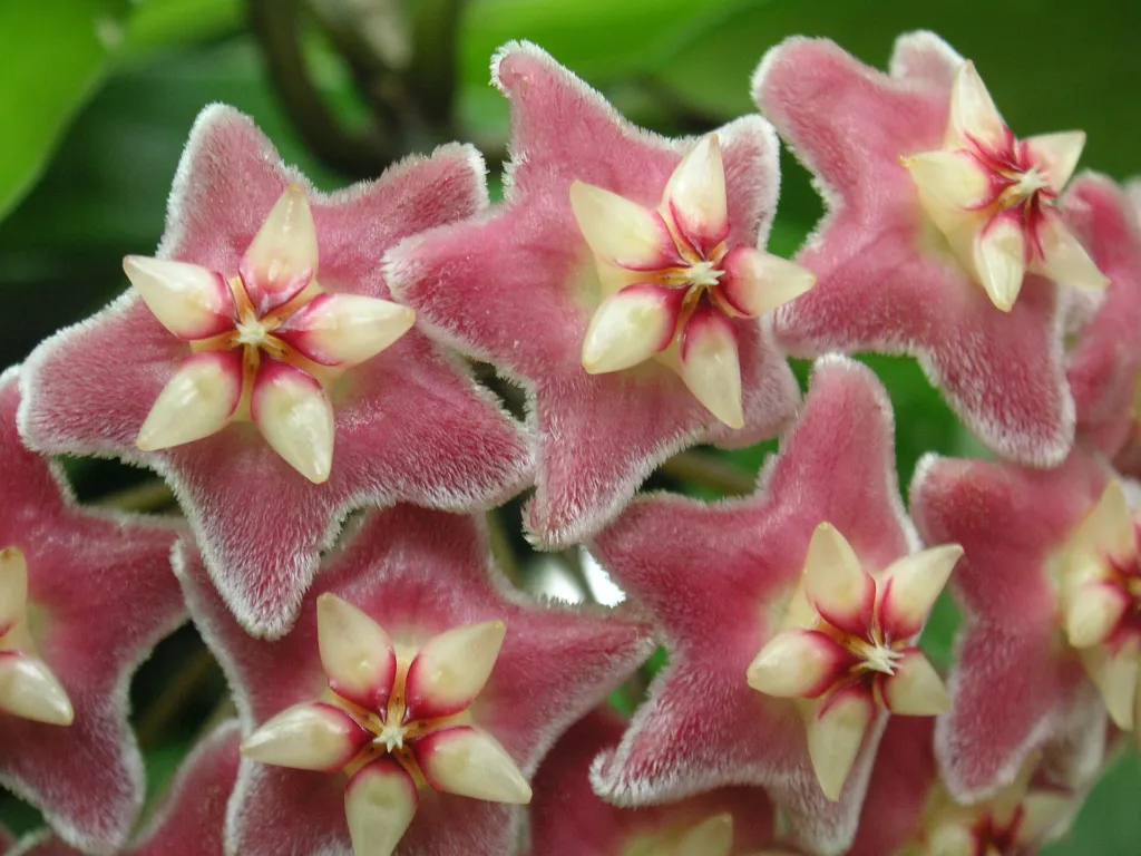 Hoya pubicalyx – flowers in close-up, plant photo