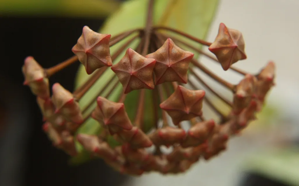 Hoya pubicalyx – flowers in close-up, plant photo