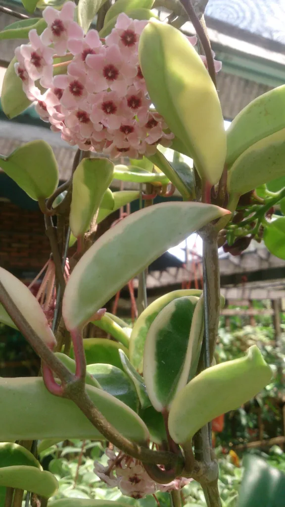 Hoya pubicalyx – characteristic appearance, plant photo