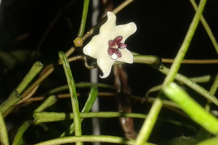 Hoya retusa