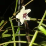Hoya retusa care guide (Hoya retusa) – plant photo