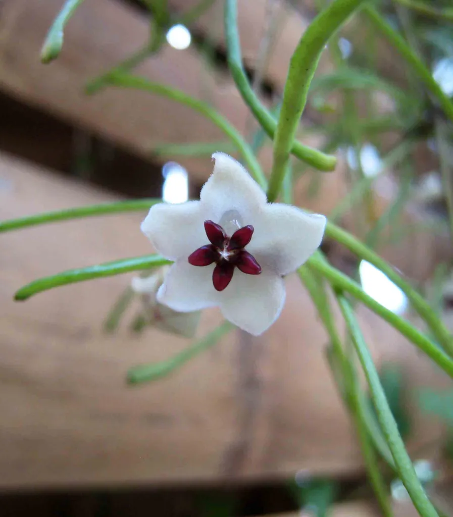 Hoya retusa – im Garten, Pflanzenfoto