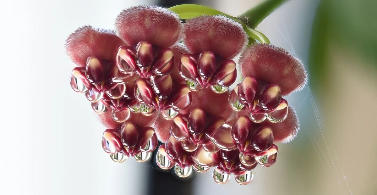 Hoya wayetii – plant photo