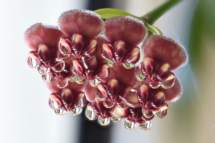 Hoya wayetii