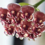 Hoya wayetii care guide (Hoya wayetii) – plant photo