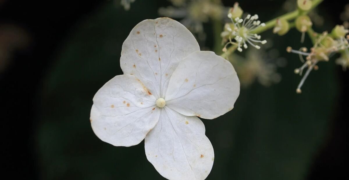 Hydrangea 'Anomala Petiolaris' – plant photo