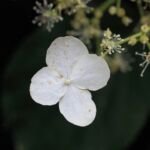 Hydrangea 'Anomala Petiolaris' – zdjęcie rośliny