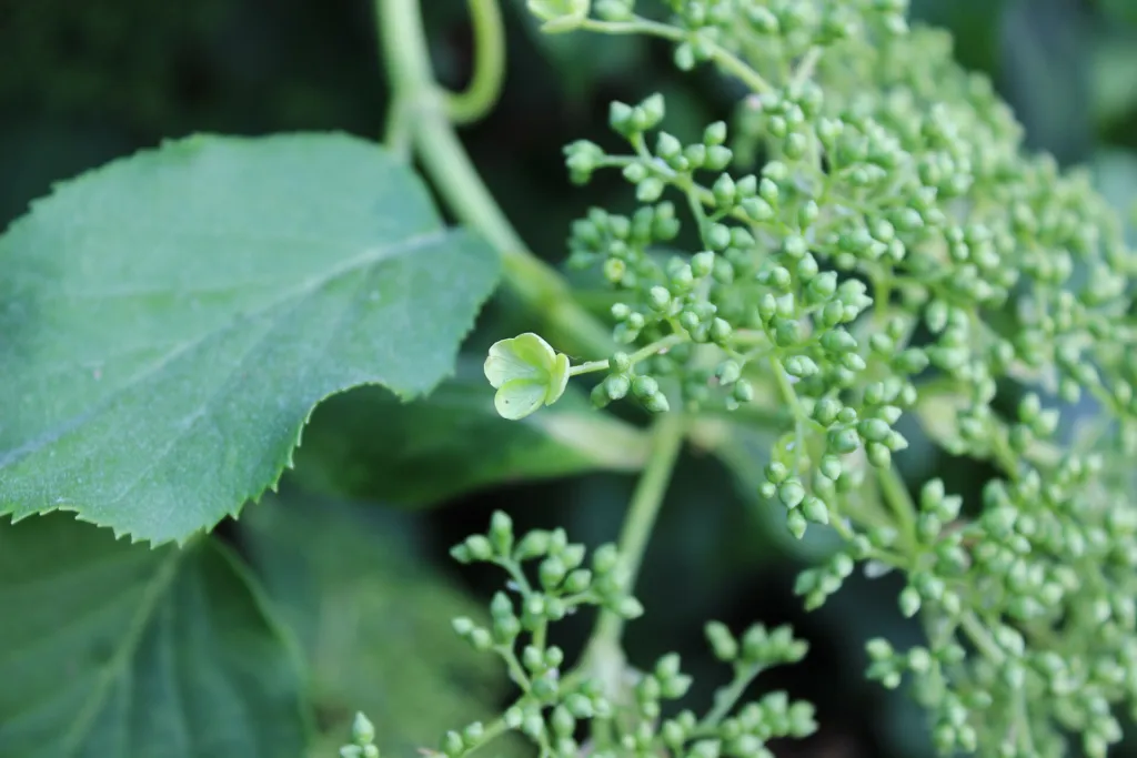 Hydrangea 'Anomala Petiolaris' – v záhrade, fotografia rastliny