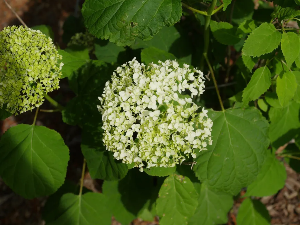 Hydrangea arborescens 'Annabelle' – kvety zblízka, fotografia rastliny