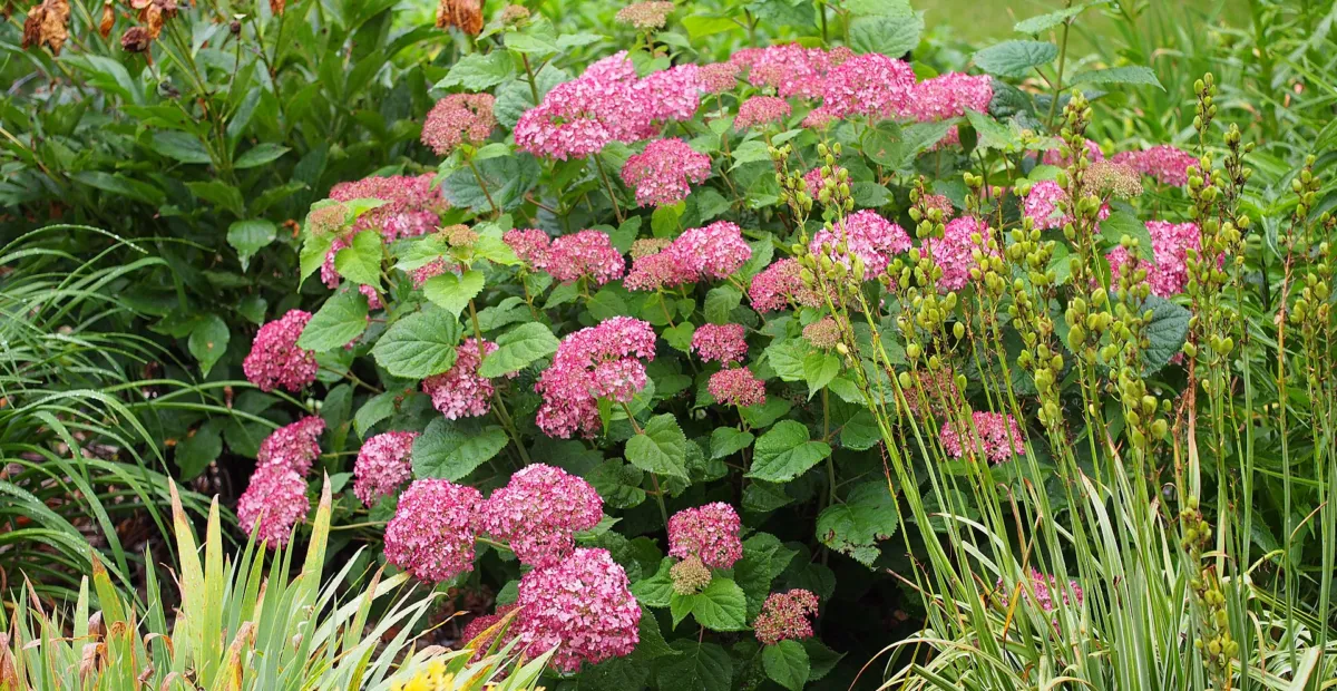 Annabelle Hydrangea (Hydrangea arborescens 'Annabelle') – plant photo