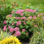 Annabelle Hydrangea (Hydrangea arborescens 'Annabelle') β plant photo