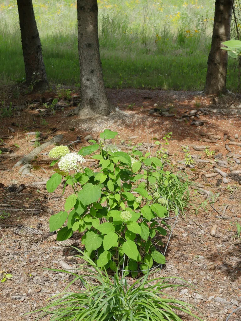 Hydrangea arborescens 'Annabelle' – kvety zblízka, fotografia rastliny