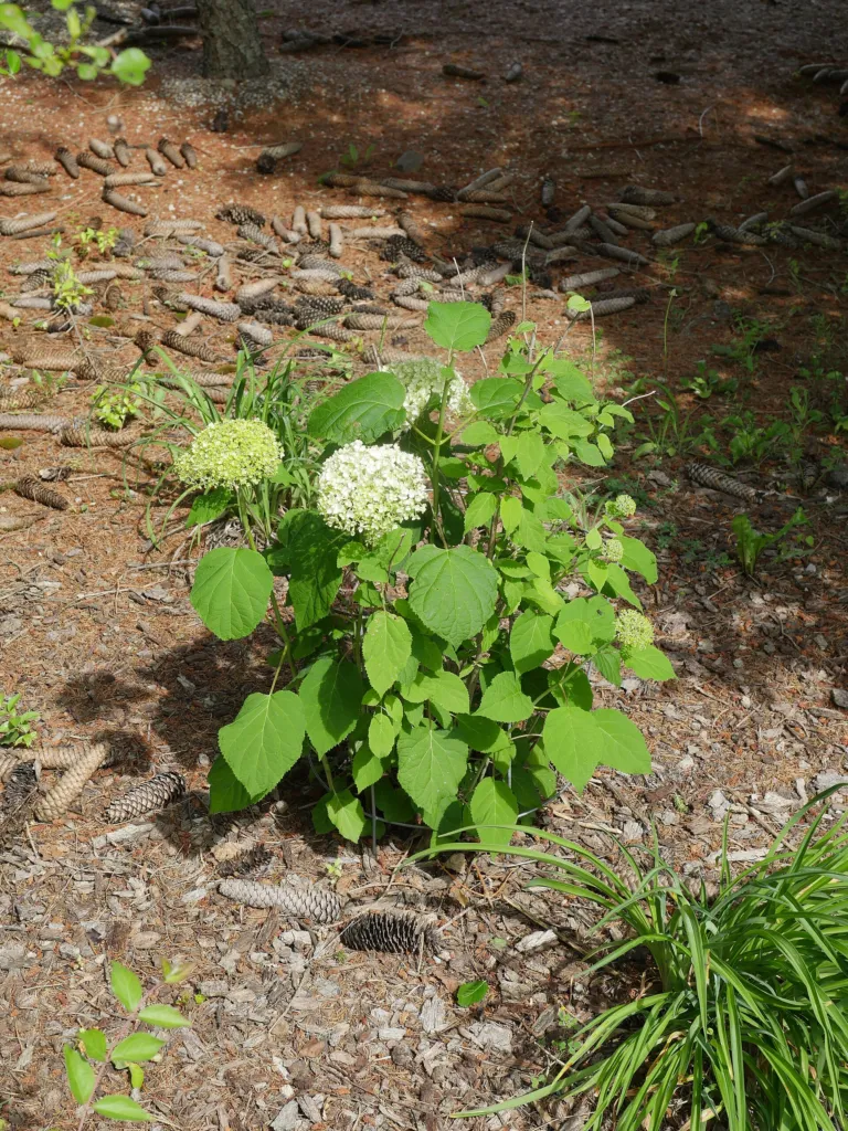 Hydrangea arborescens 'Annabelle' – kvety zblízka, fotografia rastliny