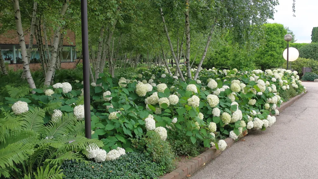 Hydrangea arborescens 'Annabelle' – v záhrade, fotografia rastliny
