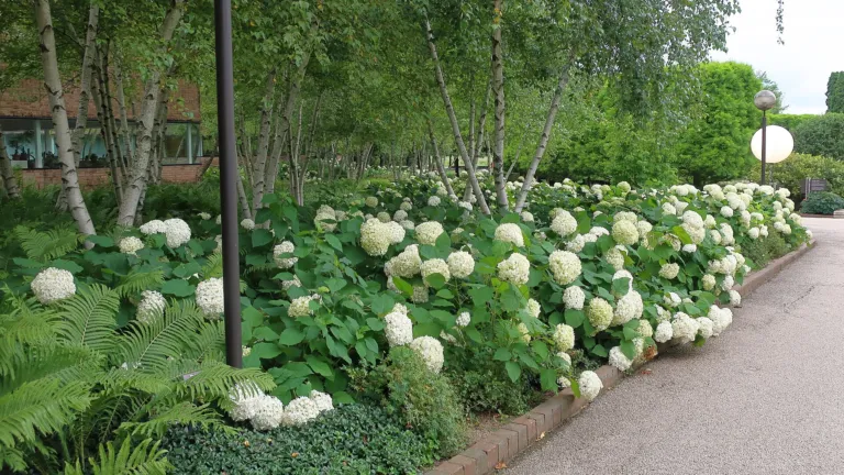 Annabelle Hydrangea (Hydrangea arborescens 'Annabelle') – in a garden setting, plant photo