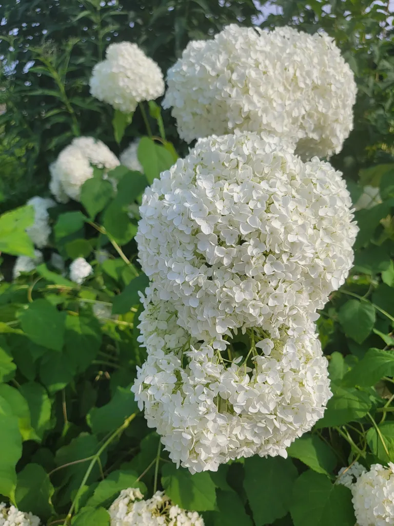 Hortenzia stromčekovitá (Hydrangea arborescens) – kvety zblízka, fotografia rastliny