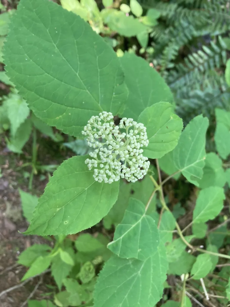 Hortenzia stromčekovitá (Hydrangea arborescens) – v prirodzenom prostredí, fotografia rastliny