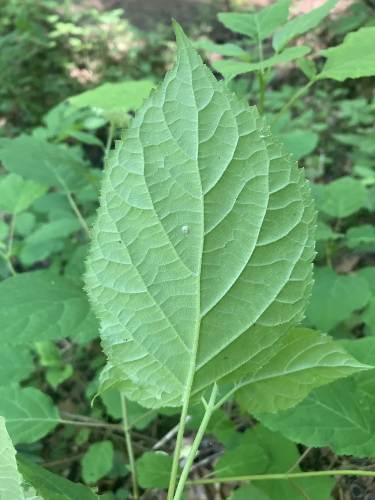 Hortenzia stromčekovitá (Hydrangea arborescens) – v prirodzenom prostredí, fotografia rastliny