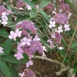 Hydrangea 'Aspera Villosa' – Pflanzenfoto