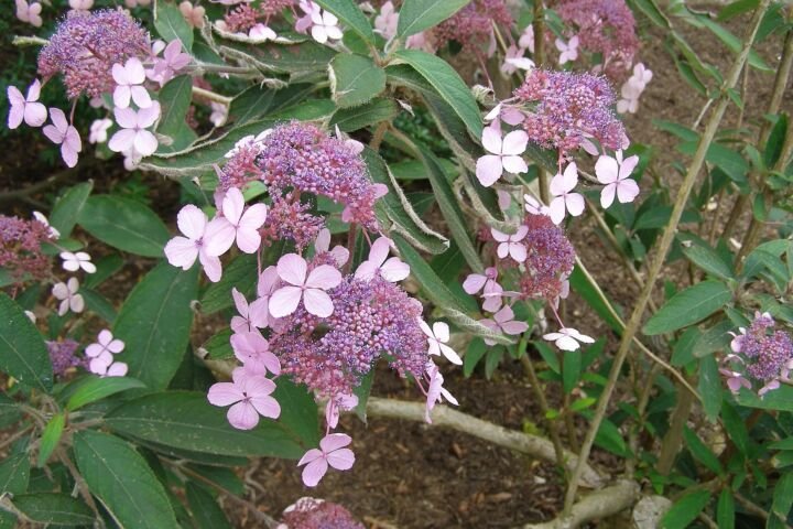 Hydrangea 'Aspera Villosa'