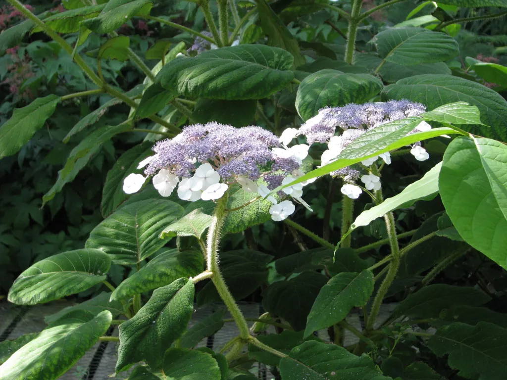Hydrangea 'Aspera Villosa' – typický vzhľad, fotografia rastliny