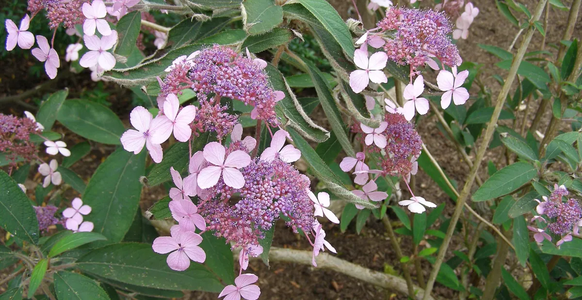 Hydrangea 'Aspera Villosa' – plant photo