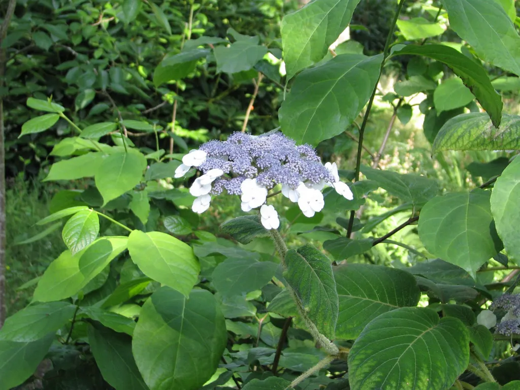Hydrangea 'Aspera Villosa' – typický vzhľad, fotografia rastliny
