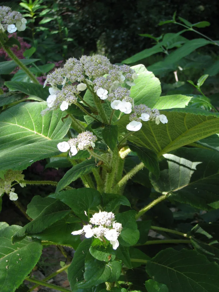 Hydrangea 'Aspera Villosa' – typický vzhľad, fotografia rastliny