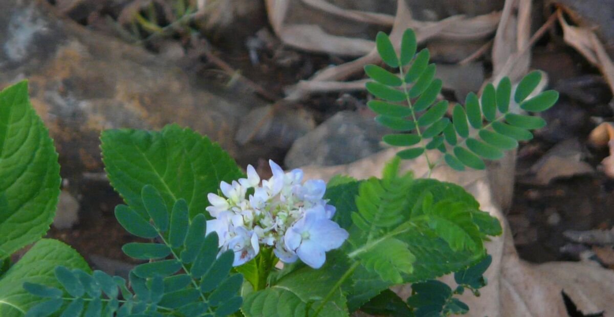 Hydrangea macrophylla 'Altona' – plant photo