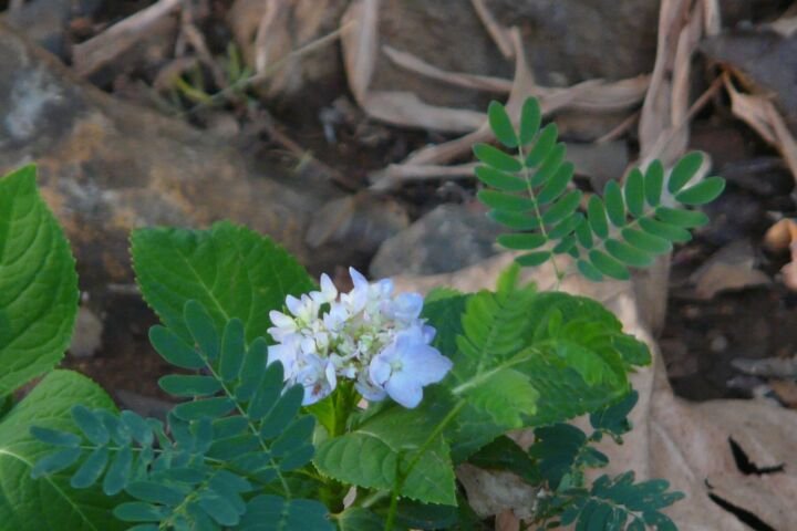 Hydrangea macrophylla 'Altona'
