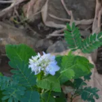 Altona (Hydrangea macrophylla ‘Altona’) (Hydrangea macrophylla 'Altona') – plant photo