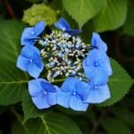 Hydrangea macrophylla 'Blaumeise' – fotografia rastliny