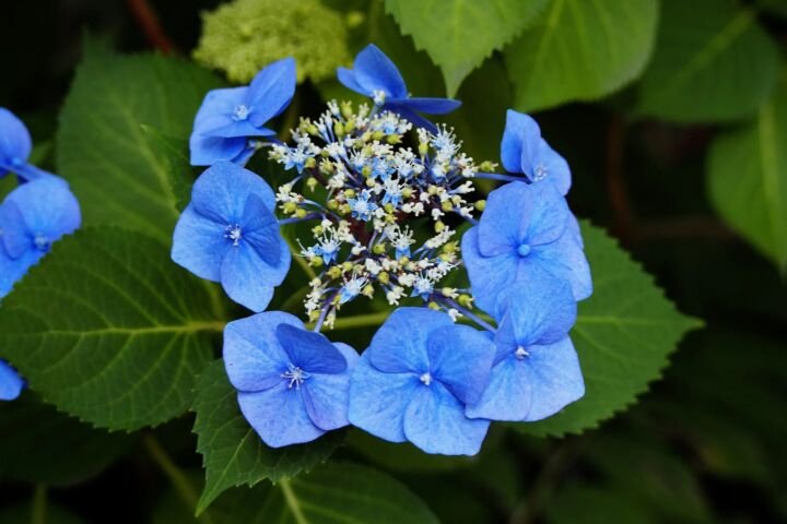 Hydrangea macrophylla 'Blaumeise'