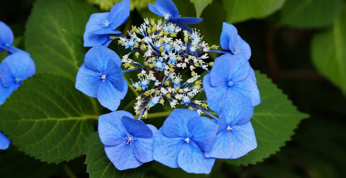 Hydrangea macrophylla 'Blaumeise' – plant photo