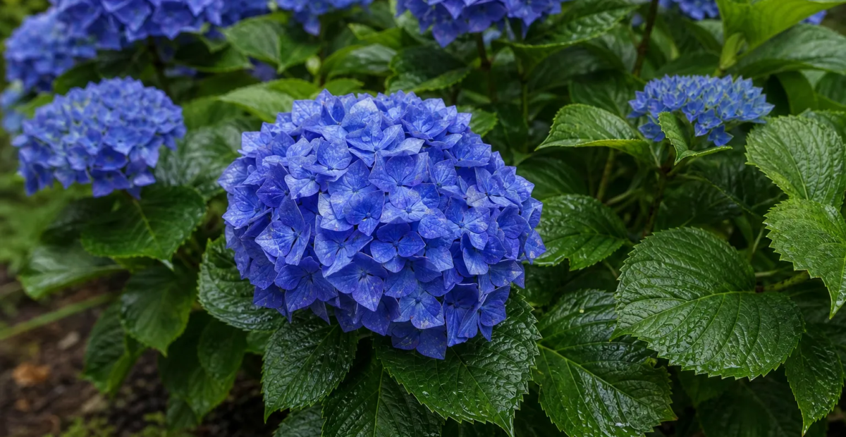 Hydrangea macrophylla 'Blue Danube' – Pflanzenfoto