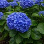 Hydrangea macrophylla 'Blue Danube' – Pflanzenfoto